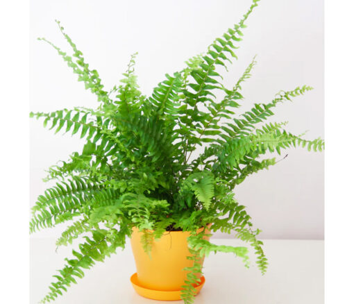 Boston Fern in Colorful Planter in Dubai