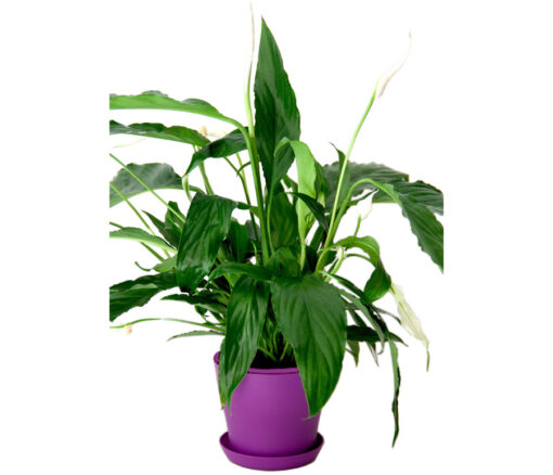 Peace Lily Plant in Colorful Planter - Flowers gift from Giftbag in Dubai, UAE