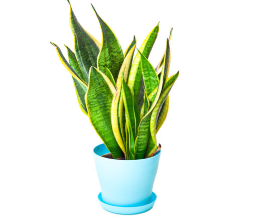Snake Plant in Colorful Planter in Dubai
