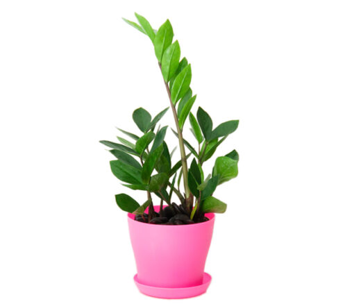ZZ Plant in Colorful Planter - Flowers gift from Giftbag in Dubai, UAE