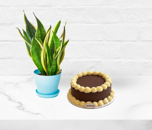 Plant and Cake Birthday Bundle - Combo gift from Giftbag in Dubai, UAE