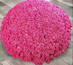 500 Dark Pink Roses Arrangement