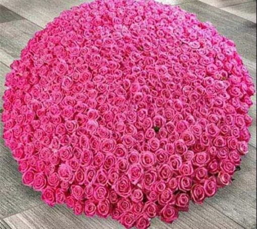 500 Dark Pink Roses Arrangement in Dubai